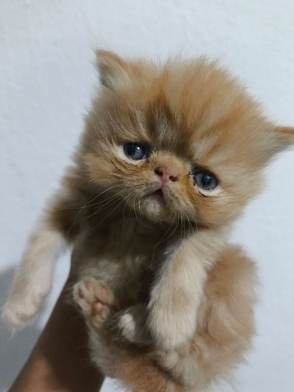Gatinho Persa - Foto 2