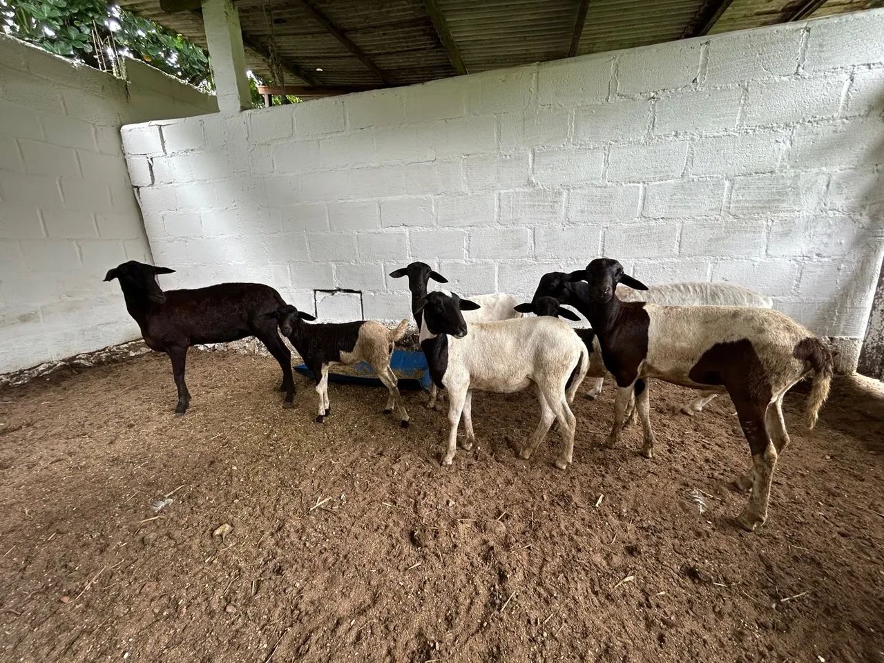 Carneiros e Ovelhas santa Inês  - Foto 4