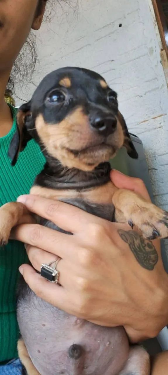 Filhotes para doação 