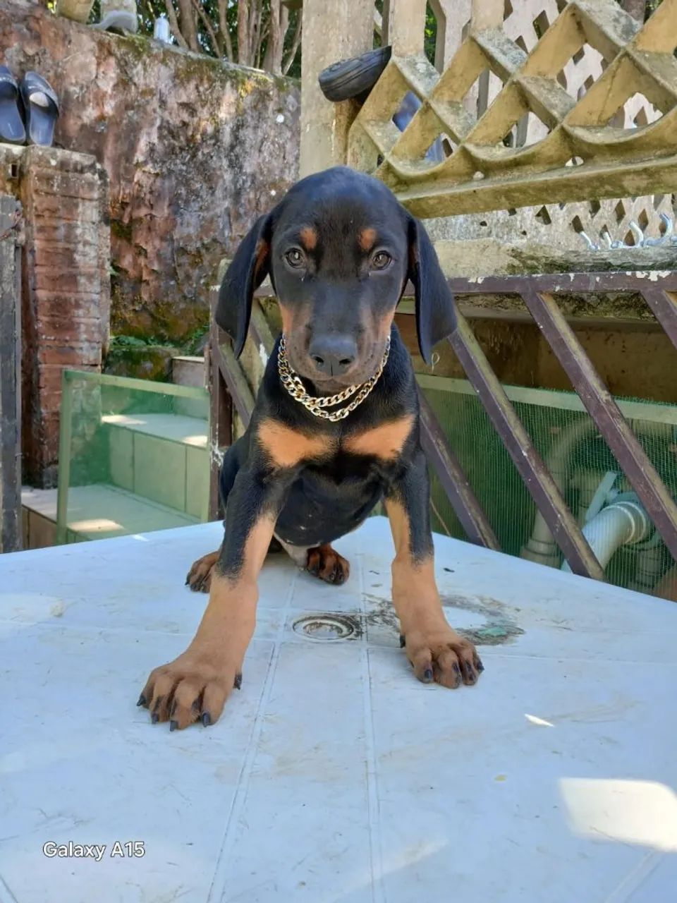 Doberman Cachorros Consolação, São Paulo 1437489273 OLX