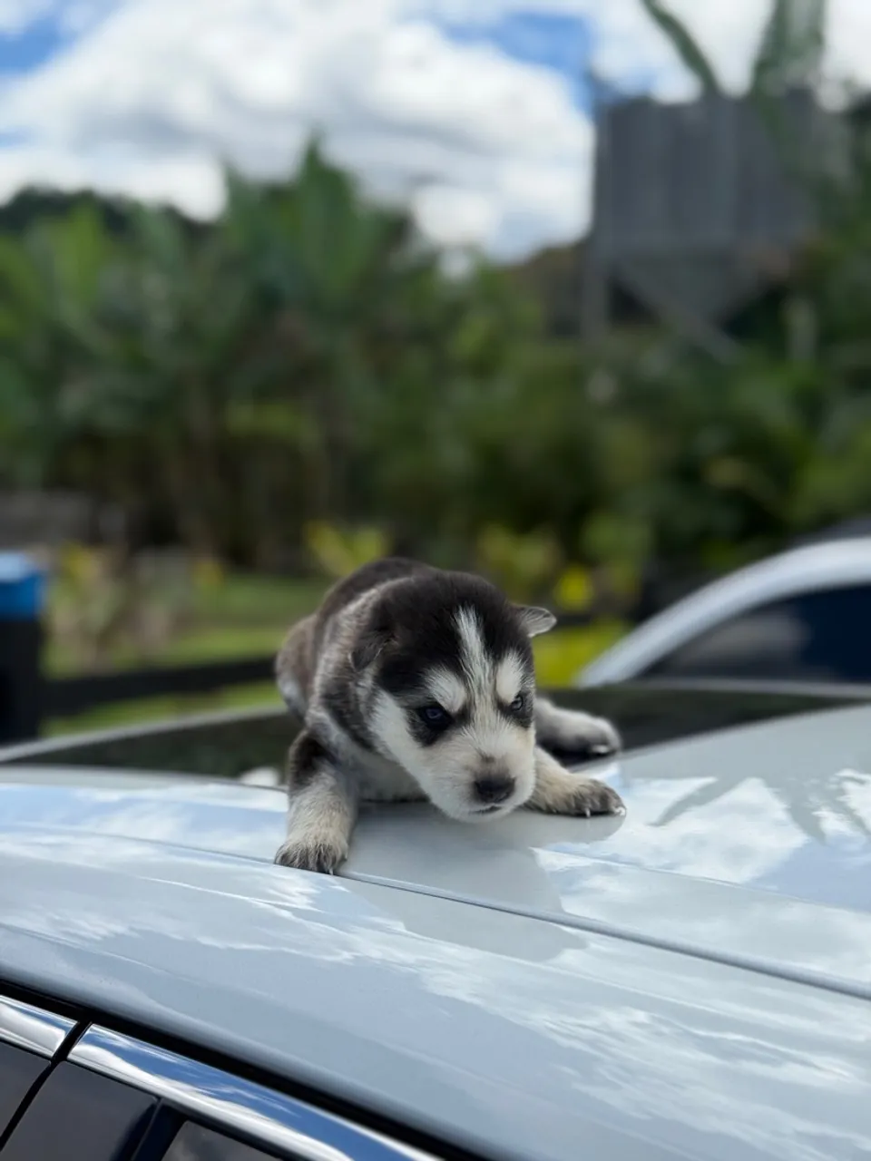 Husky siberiano