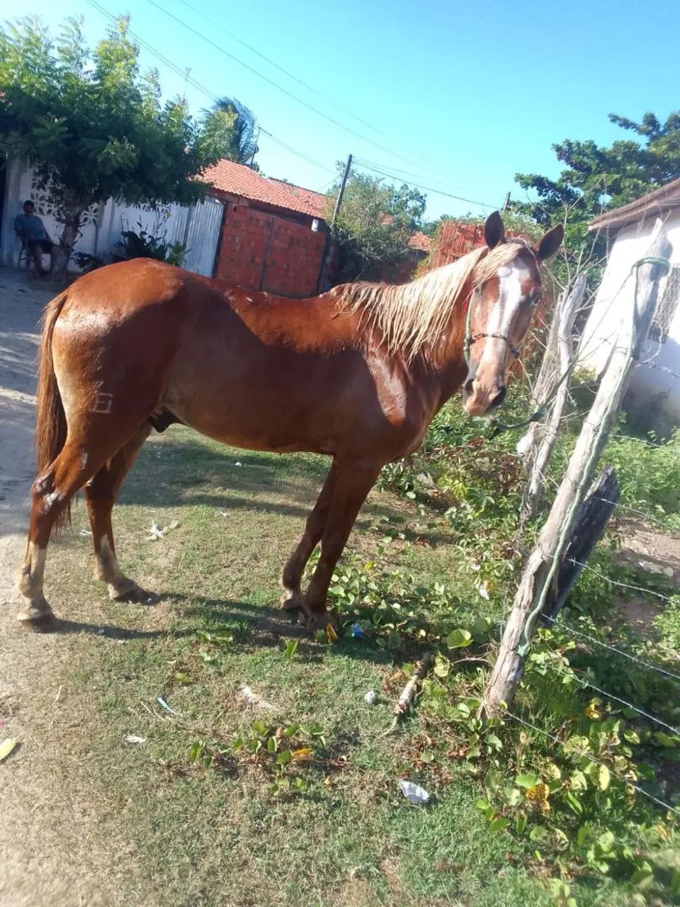 cavalo de campo e machador pra comércio 