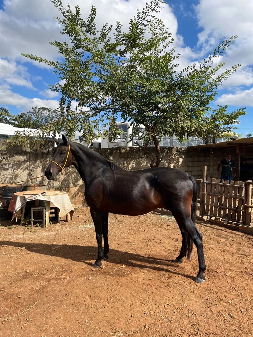 Égua mangalarga marchador 