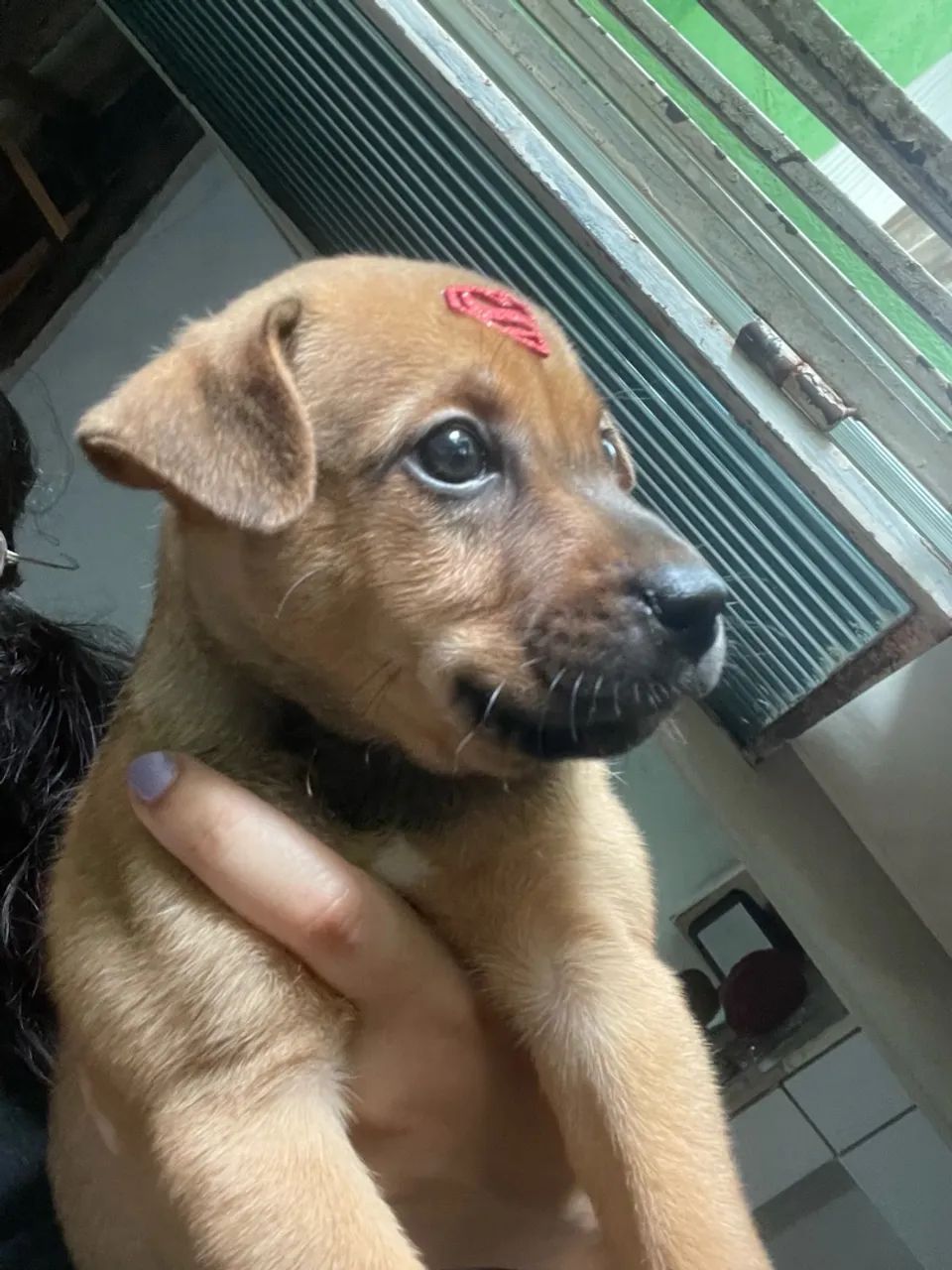 SRD com 40 dias  - Foto 5