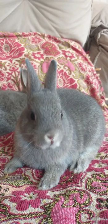 Netherland  três meses machinho