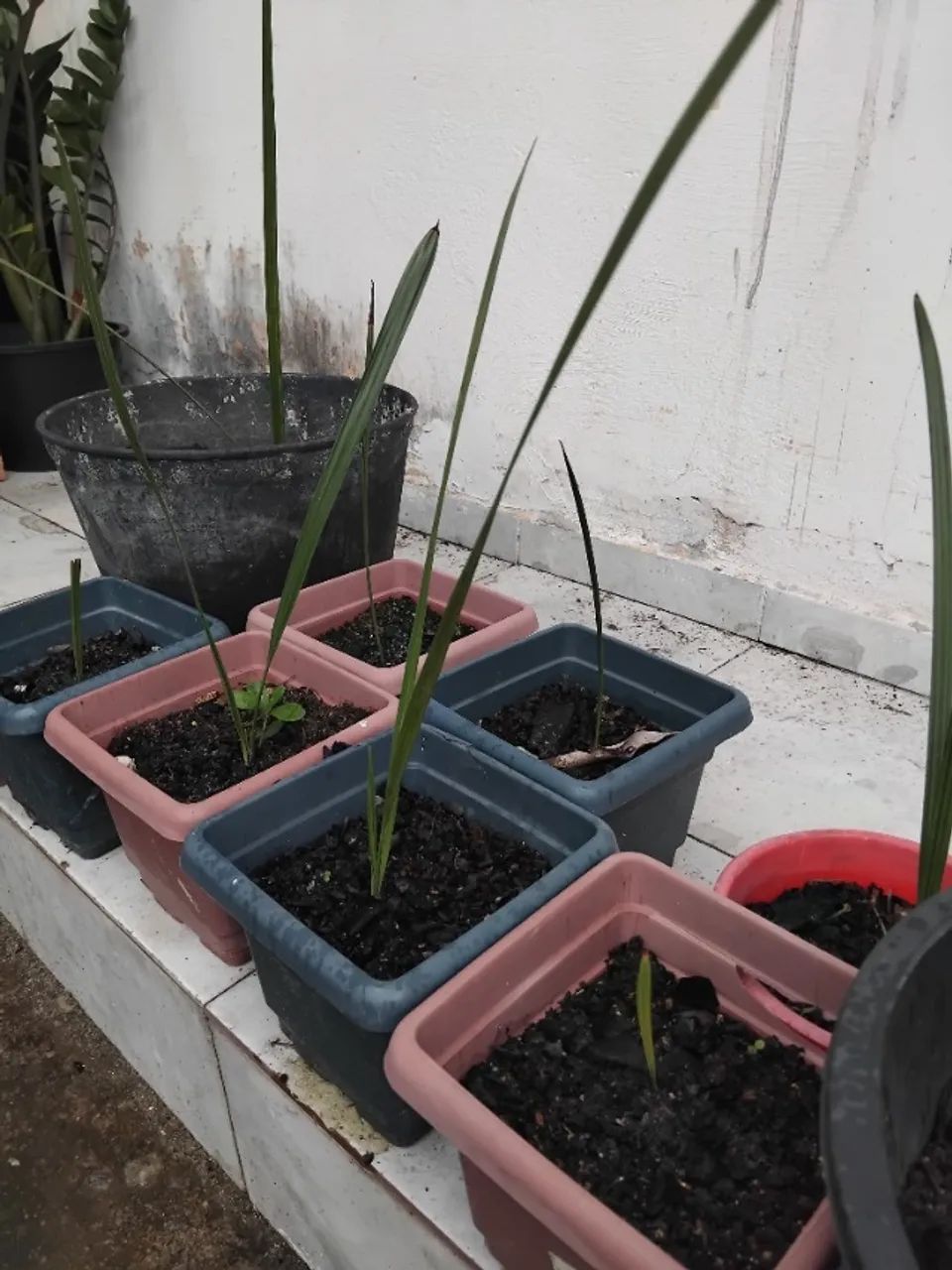 Tâmaras *  - Foto 2