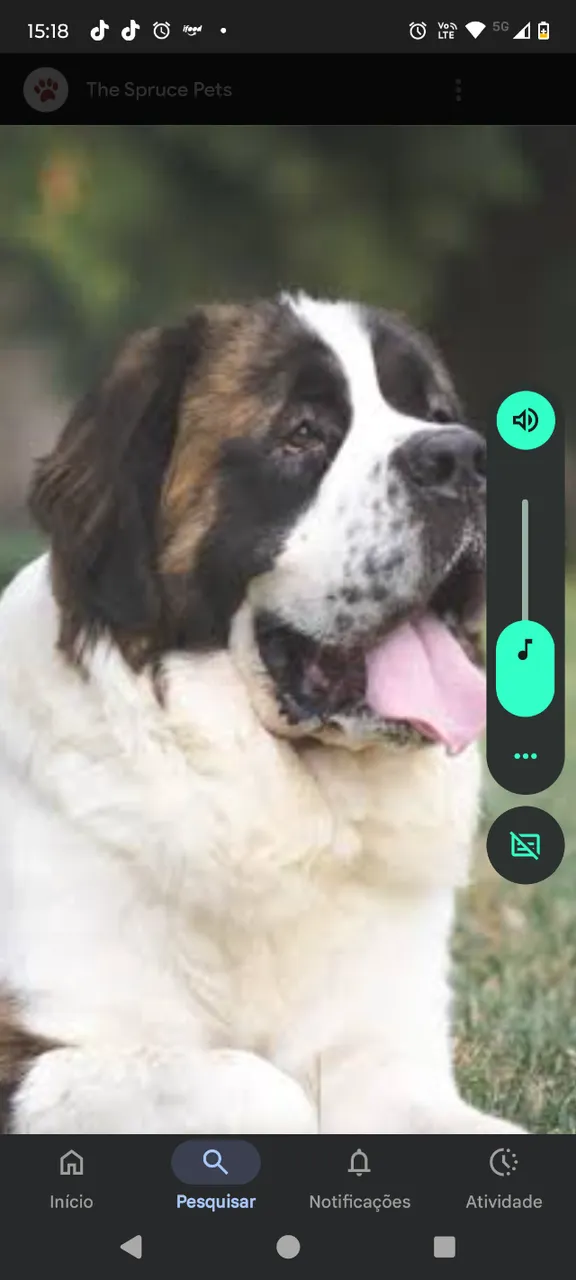 Procuro cachorro são Bernardo 
