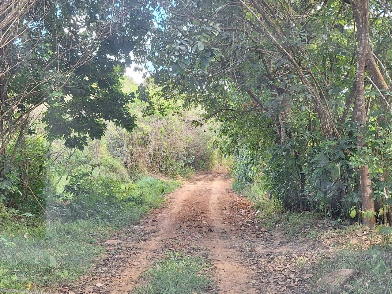 Vendo sítio de 4,2 Hectares em Ipojuca. - Foto 4
