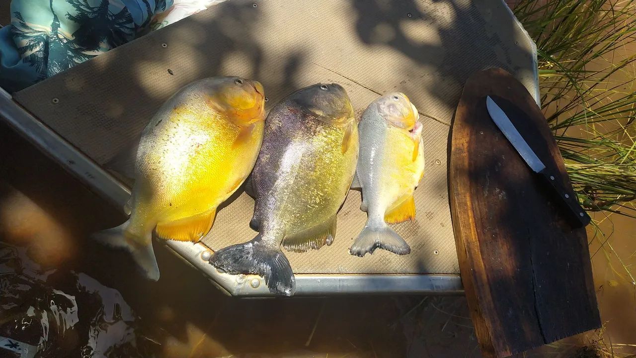 Alugo casa pra pescaria ou descanso! - Foto 4