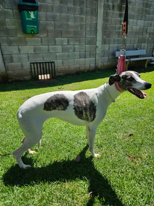 Cachorro Whippet fêmea - Foto 3