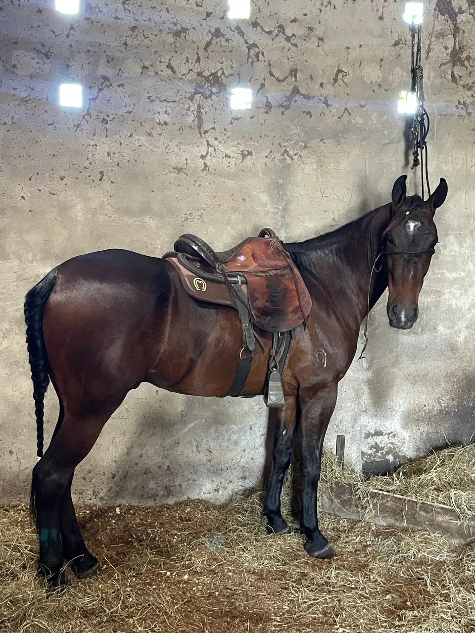 Cavalo Mangalarga Registrado Castrado  - Foto 2