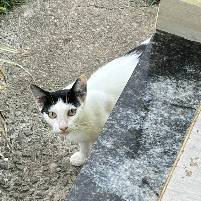 Doação gata femea (Criciúma - SC)