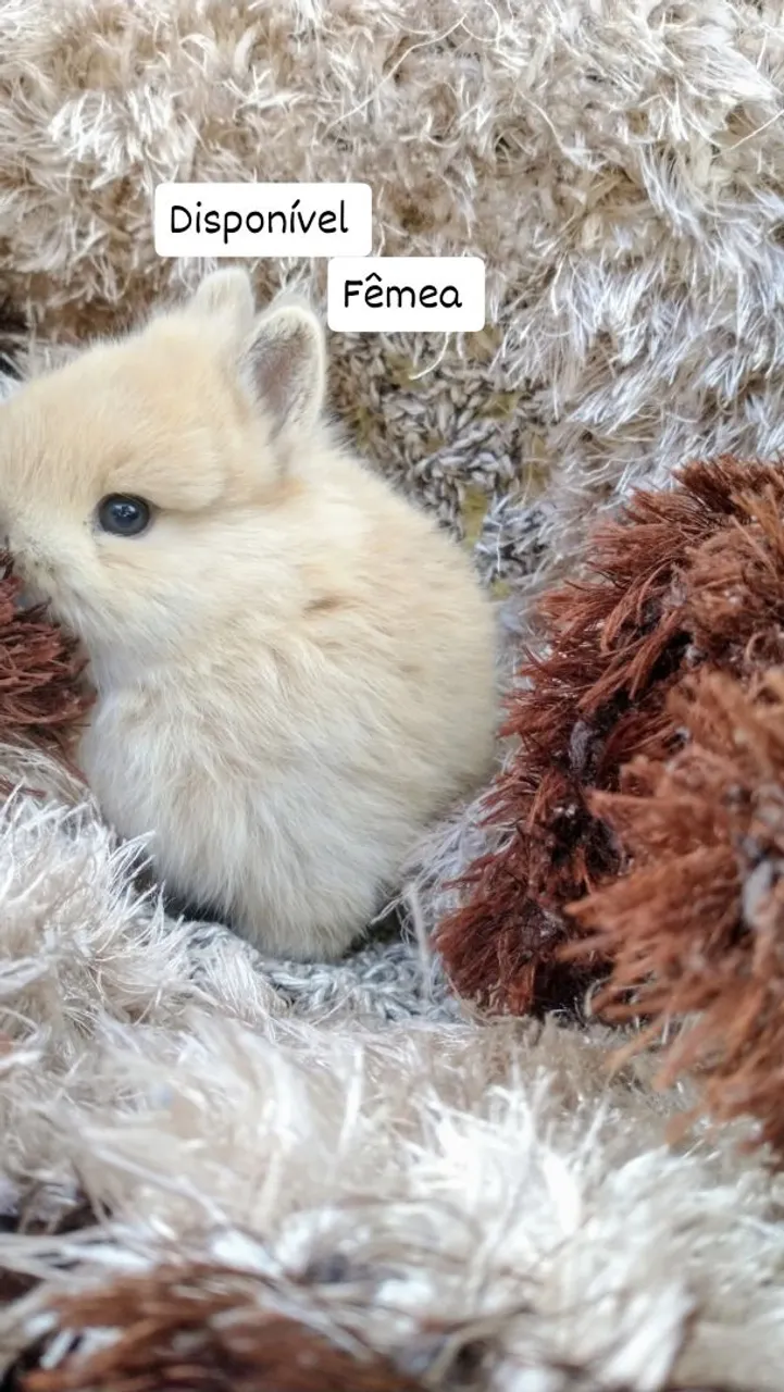 Mini coelhos Anão Netherland 