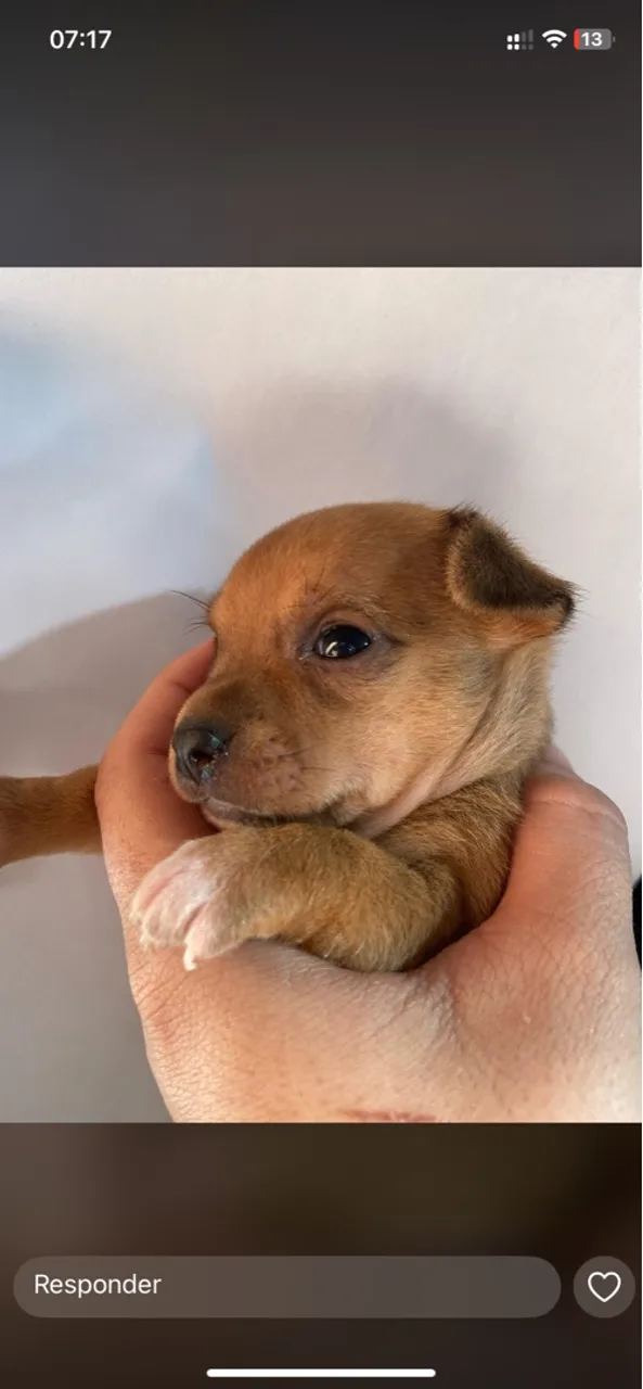 Filhote de Pinscher número 1 disponível fêmea