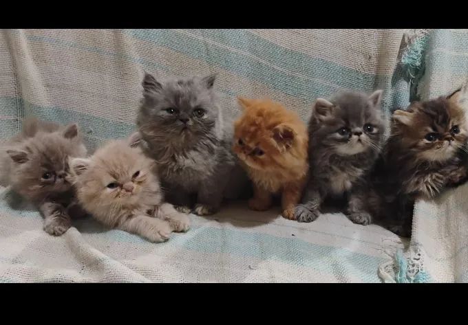 Gatos Persa Filhotes Desconto no Pix