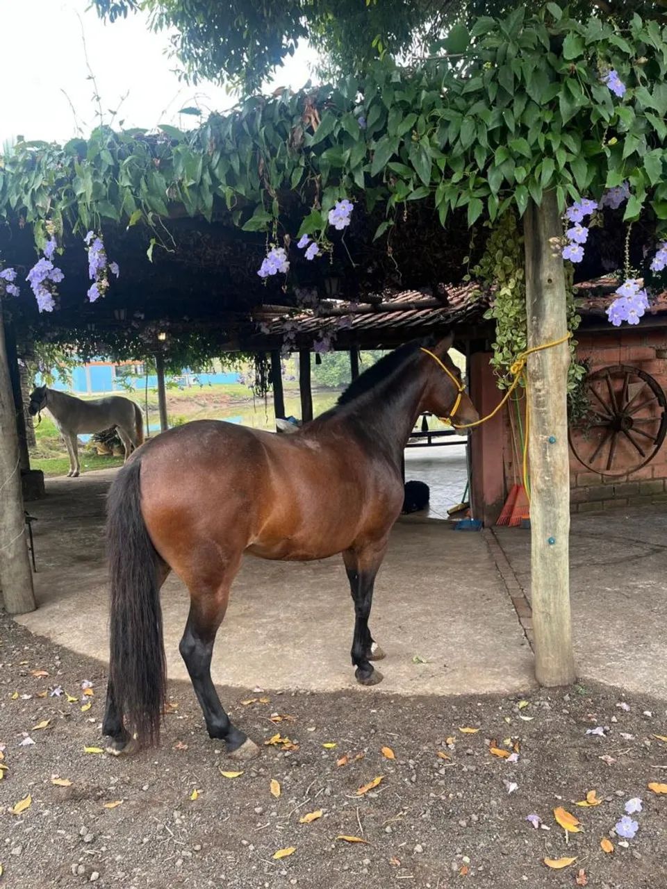 VENDO EGUA MANGA LARGA - Foto 2