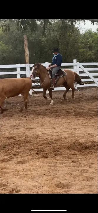 Cavalo inteiro dos diferentes!! - Foto 2