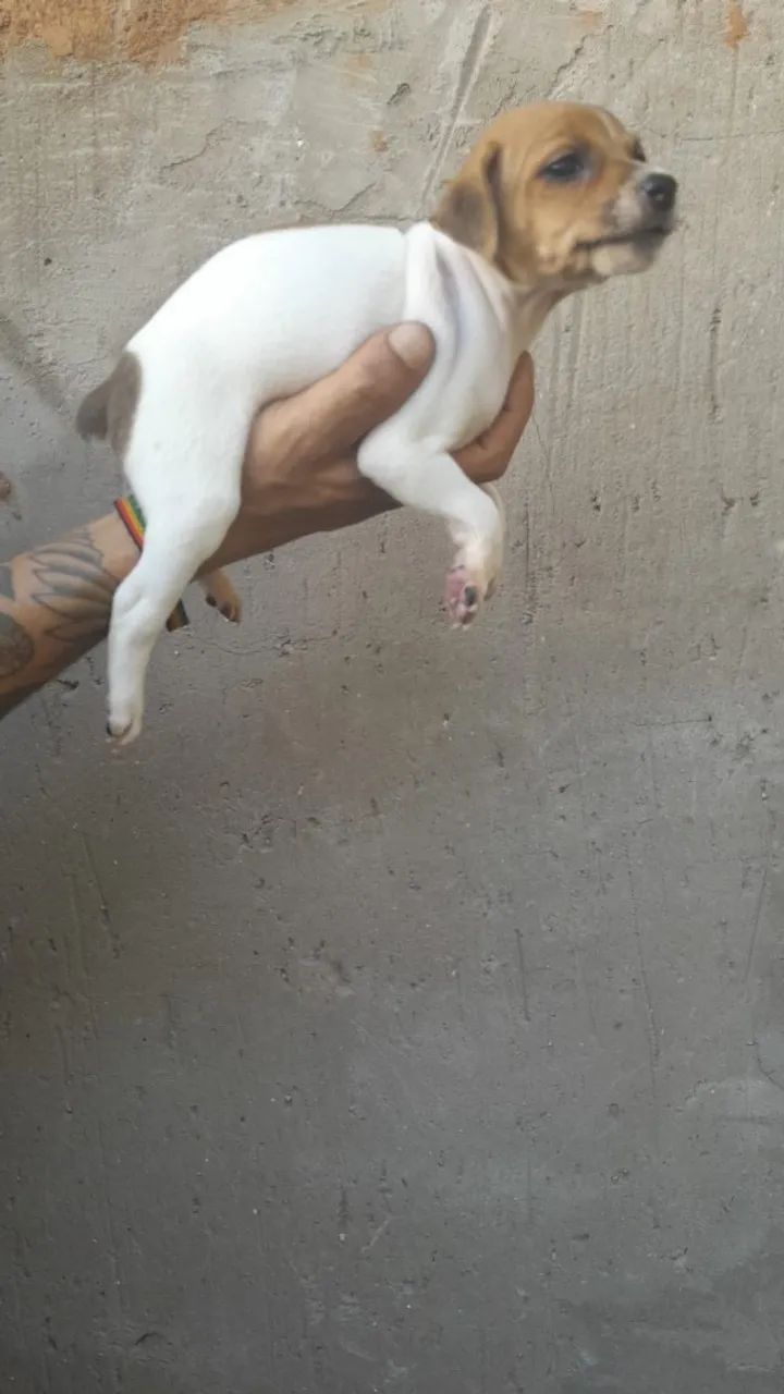 Filhotes de cachorro - Foto 3