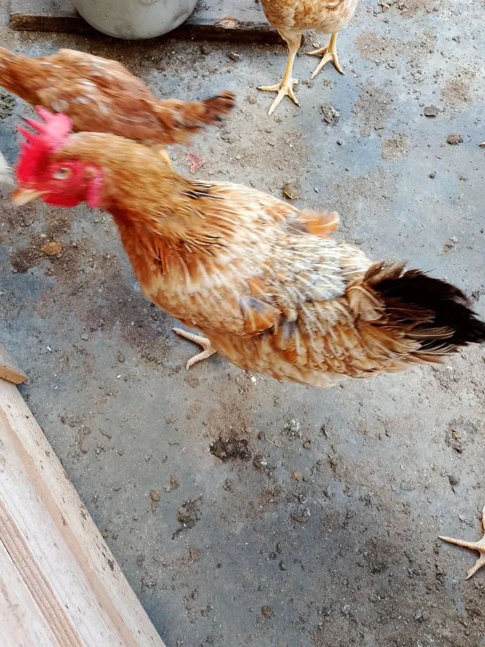 Galinhas  frangas pra vender tudo tem 15 ao todo tem 4 Brahma legítimo pra vender tudo 300