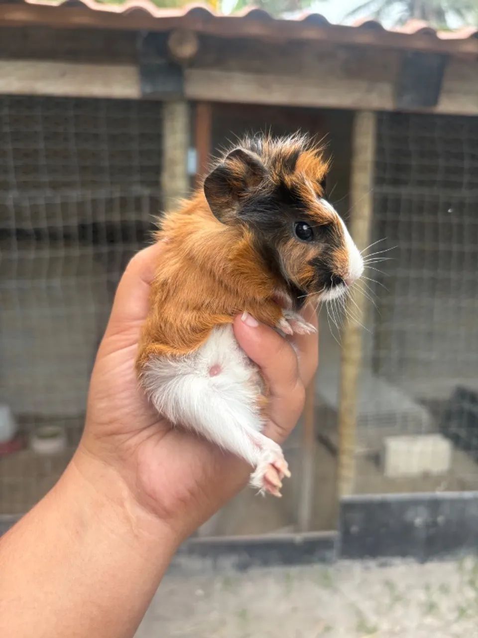 Porquinho da Índia - 25 Dias - Macho - Entrega Imediata - Foto 3