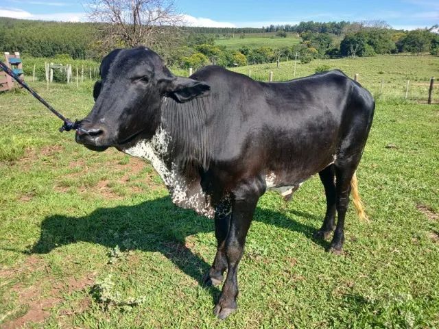 Boi Manso de Sela, 340 reais a arroba para pesar. - Foto 3