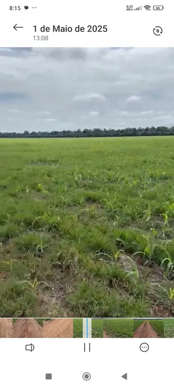Fazenda de arrendamento 2.000hec plantando em bom Jesus do Araguaia MT.