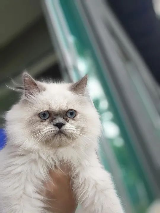 Casal Gato persa  - Foto 4