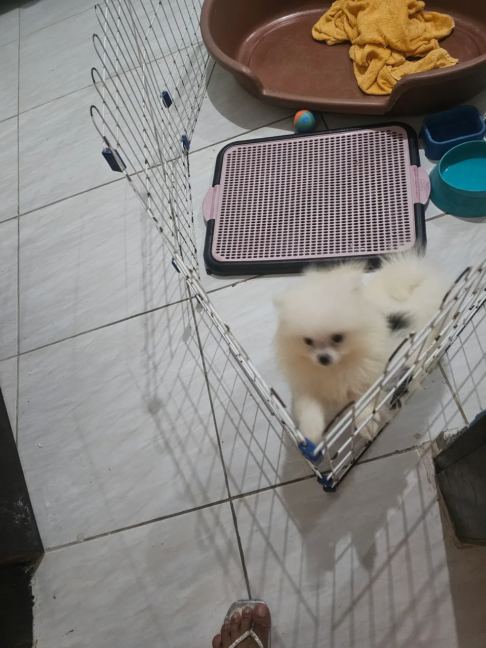 Filhote de Spitz Alemão