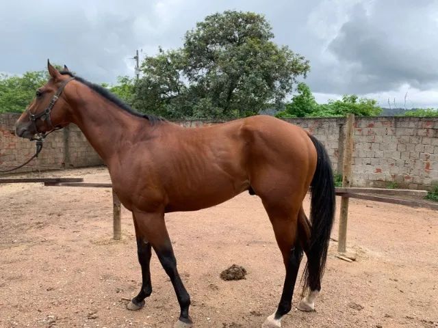 CAVALO QUARTO DE MILHA PURO COM REGISTRO - Foto 5
