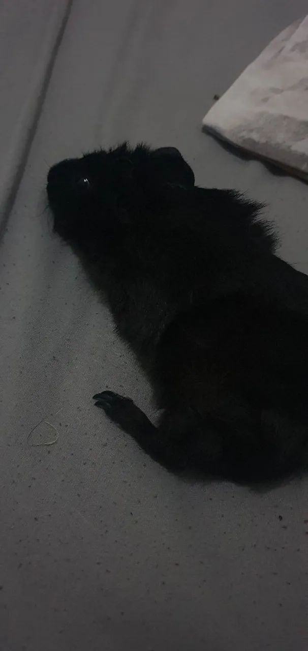 Porquinho da Índia  - Foto 3