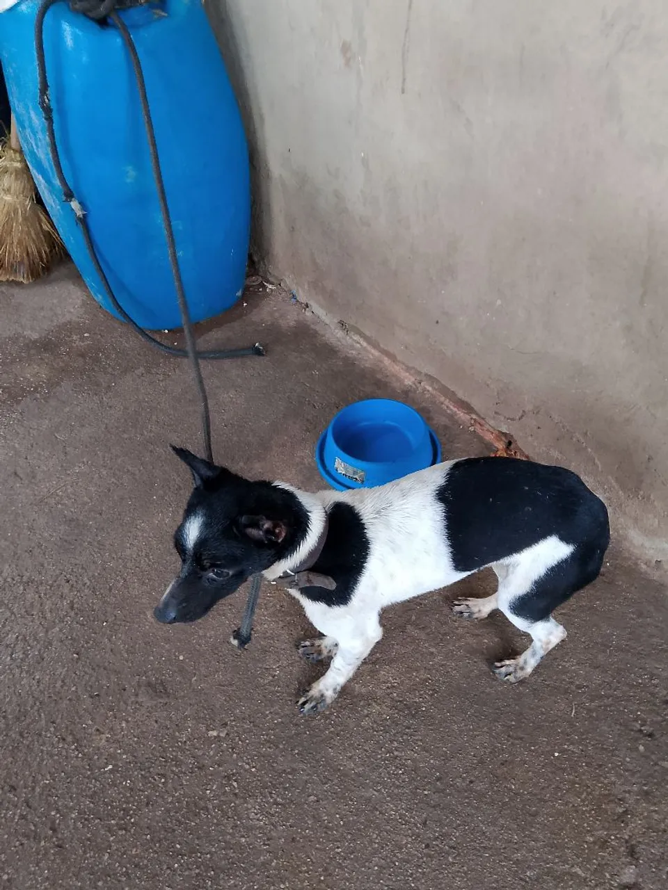 Lindo cachorro Pincher pra venda muito docil e bricalhao
