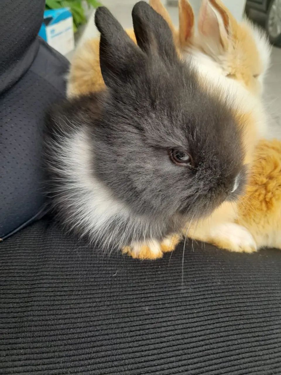 Mini coelho  - Foto 5