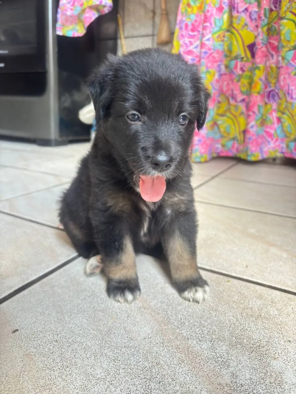 Doação de uma Cachorrinha