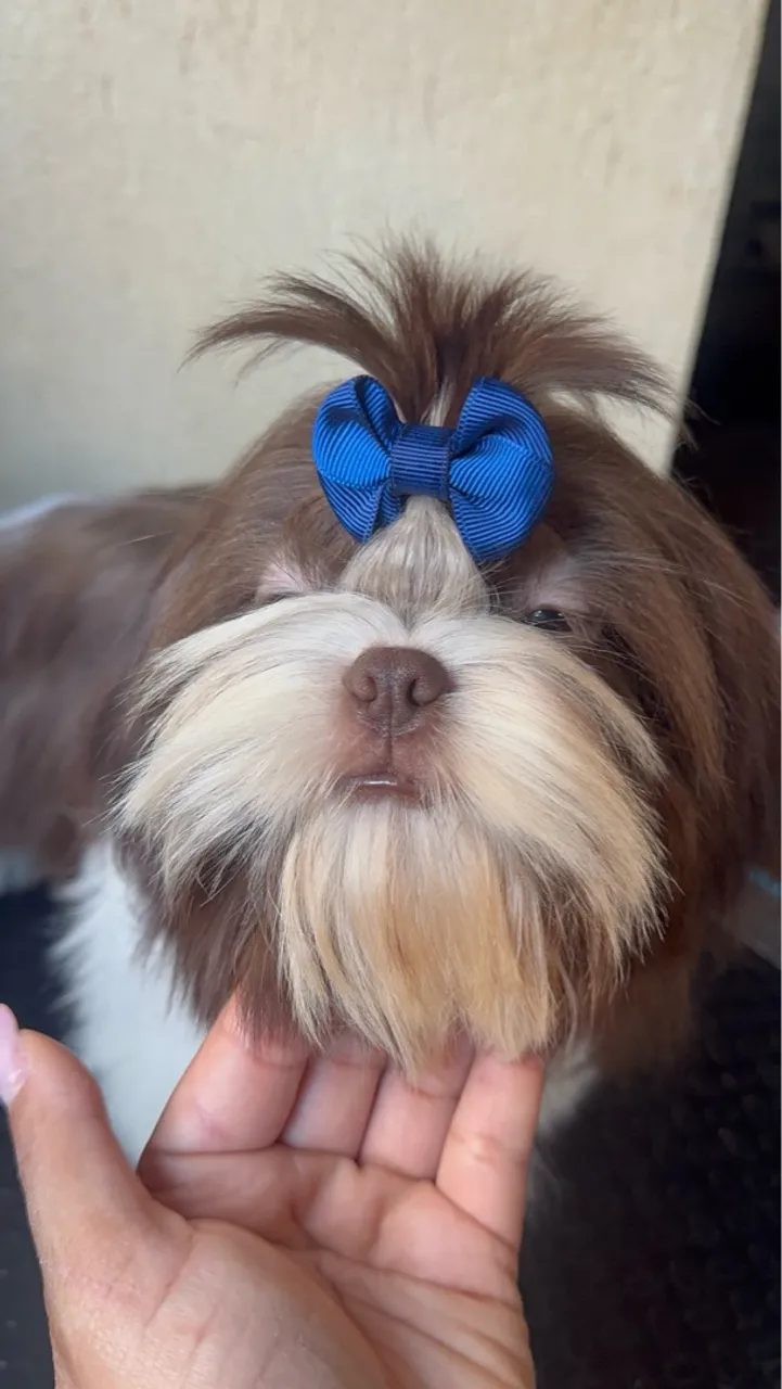 Shih Tzu macho