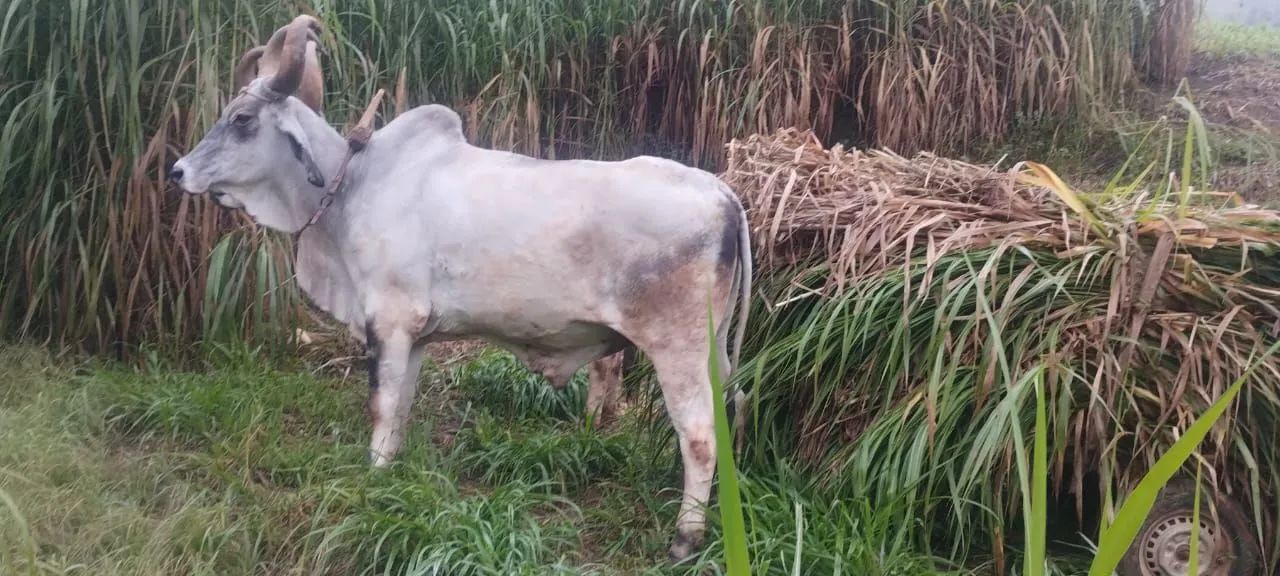 Boi carreiro  - Foto 3