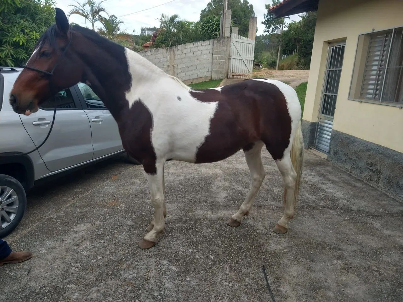 Egua mangalarga-troco - Foto 3