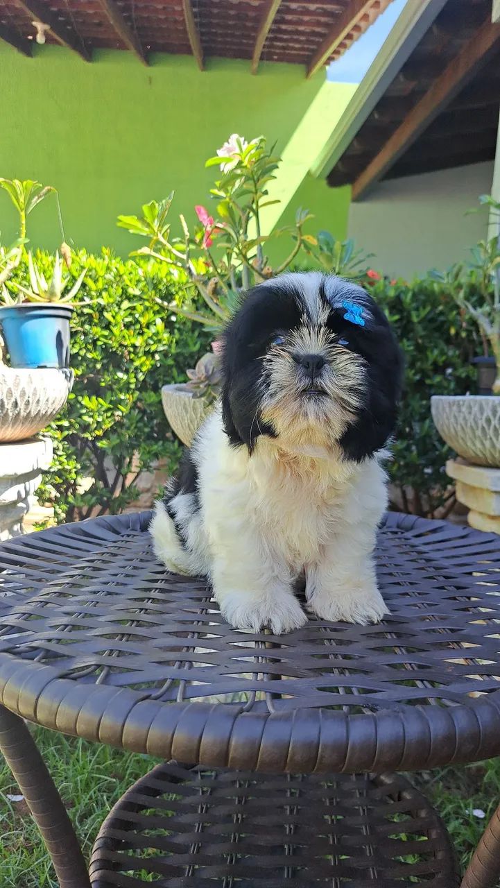 Venda de filhotes shih tzu  - Foto 4
