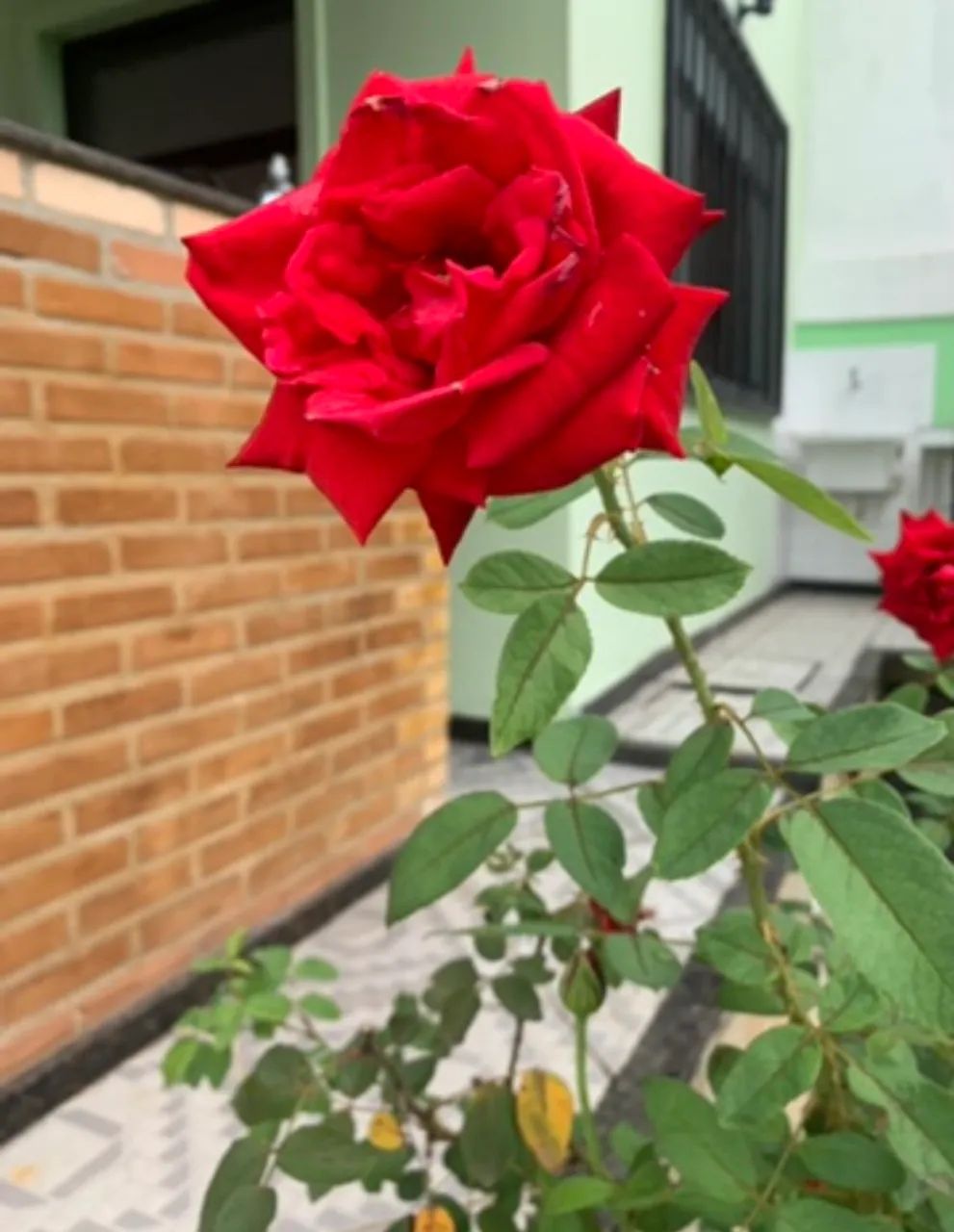 CAMBOINHAS  - FINAL DE SEMANA  - Foto 12