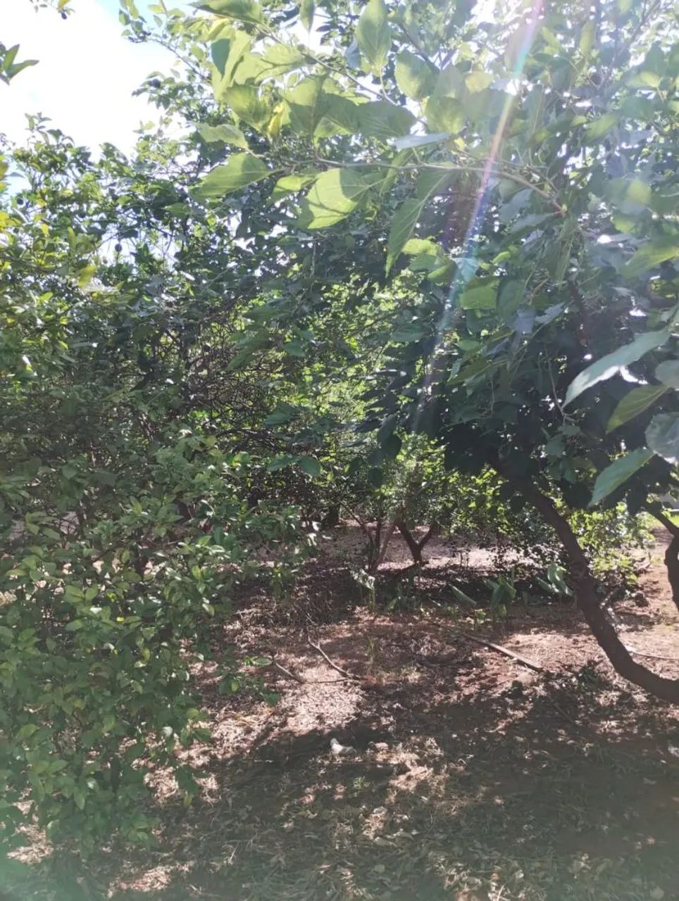 Foto - Nova Odessa - Jardim Maria Helena