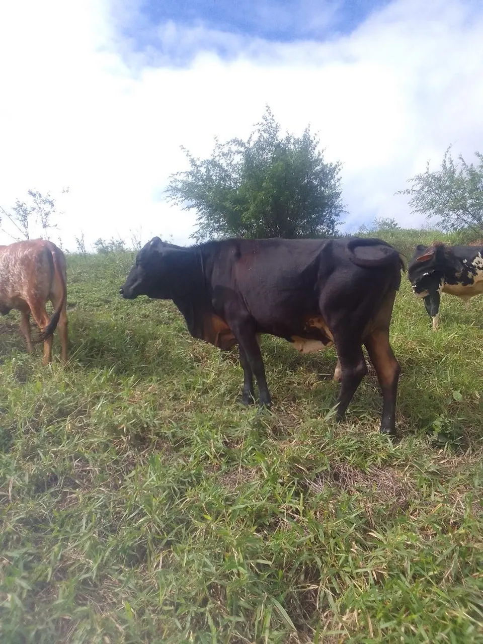 Vacas jovens e saudáveis para cria