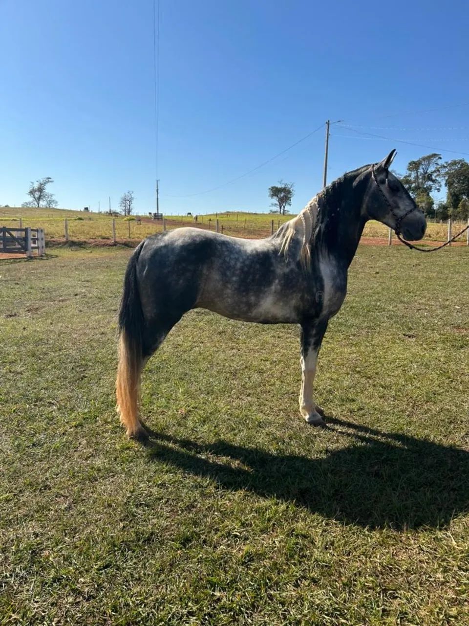 Vendo cavalo marcha batida muito marchador em 30 parcelas  - Foto 2
