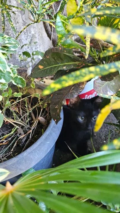 Doação de lindos gatinhos - Foto 4