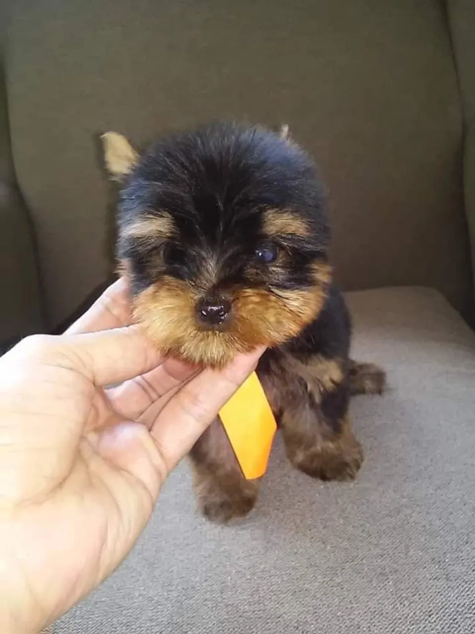Filhote de Yorkshire Terrier - Fofo e Charmoso!