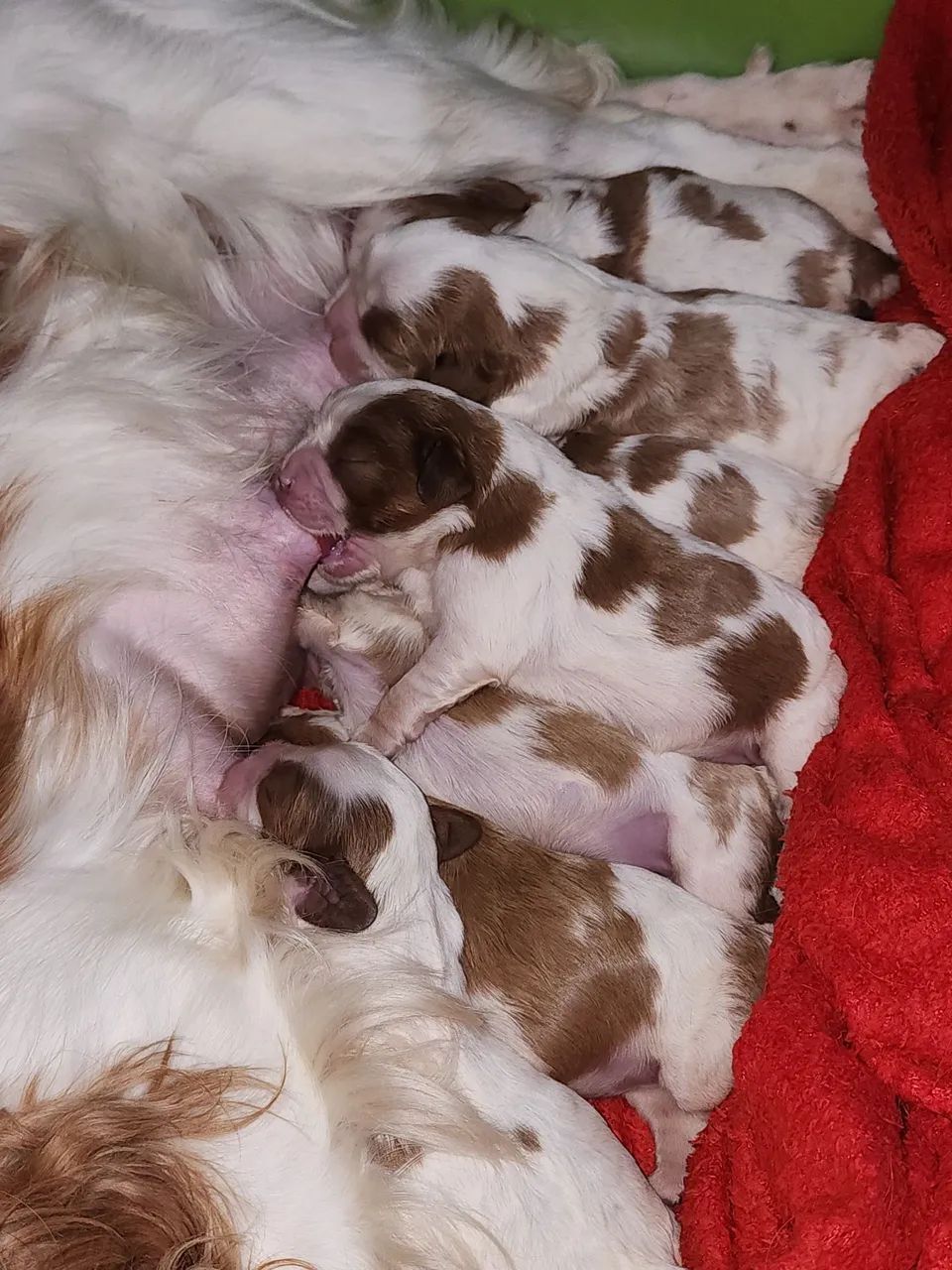Cavalier King Charles Spaniel - Filhote  - Foto 2
