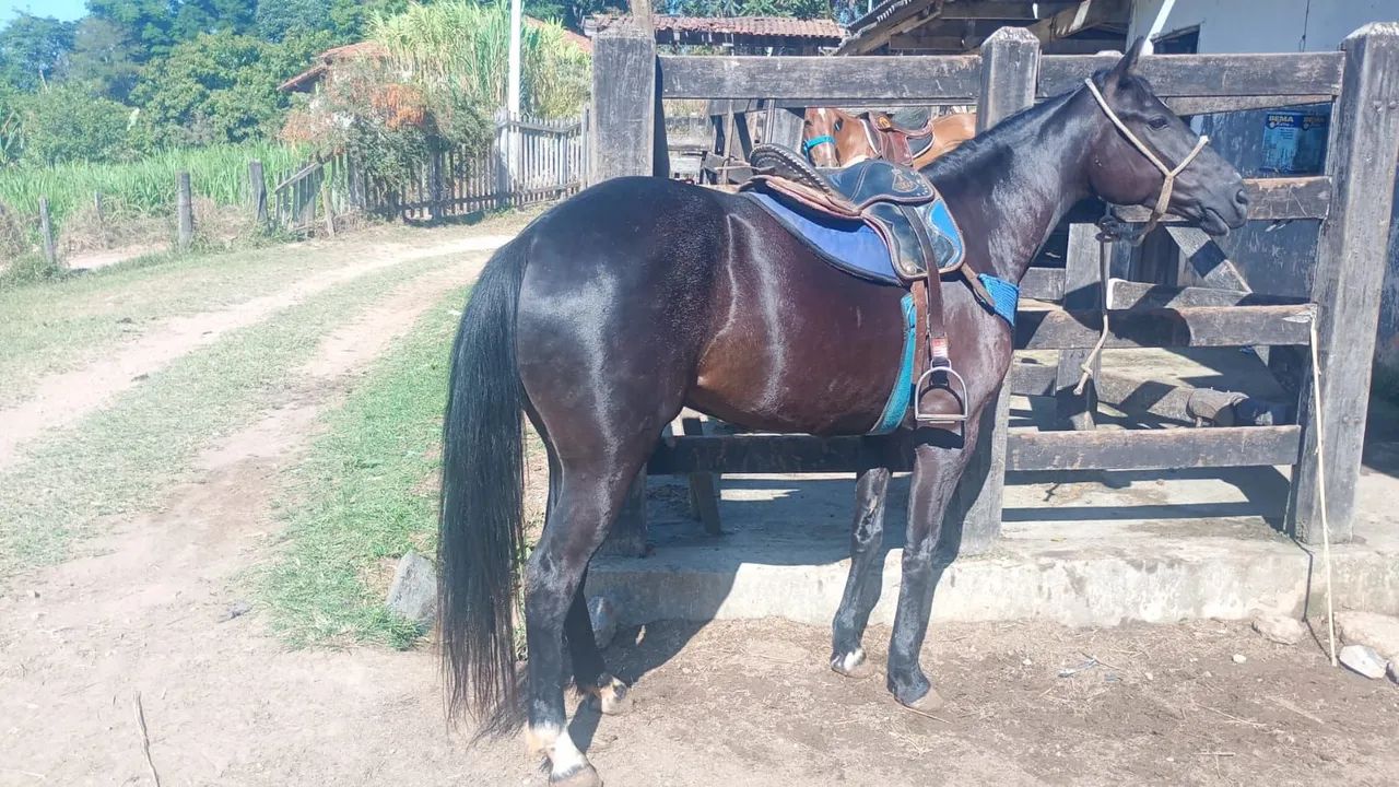 Cavalos ? quarto de milha   - Foto 2