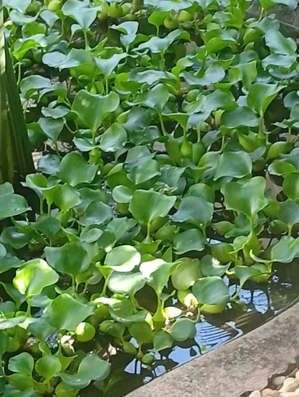 Planta aquática  - Foto 2