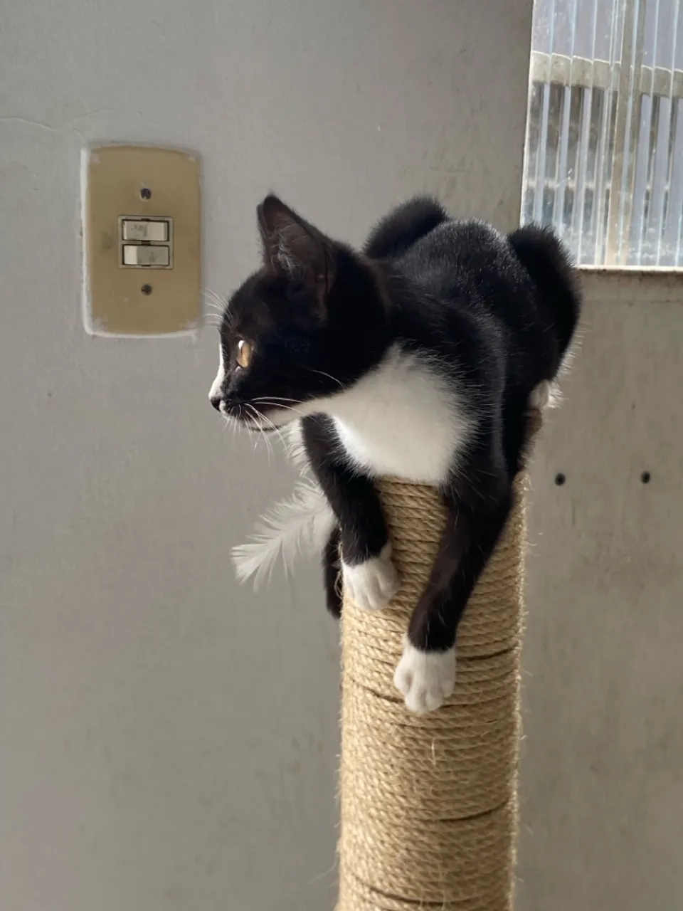 Gatinha Fêmea