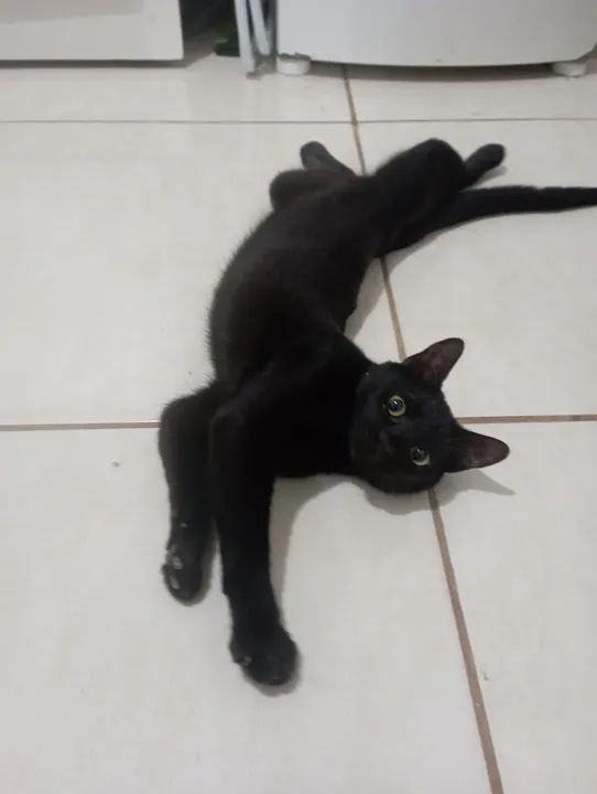 Gatinho preto disponível para adoção