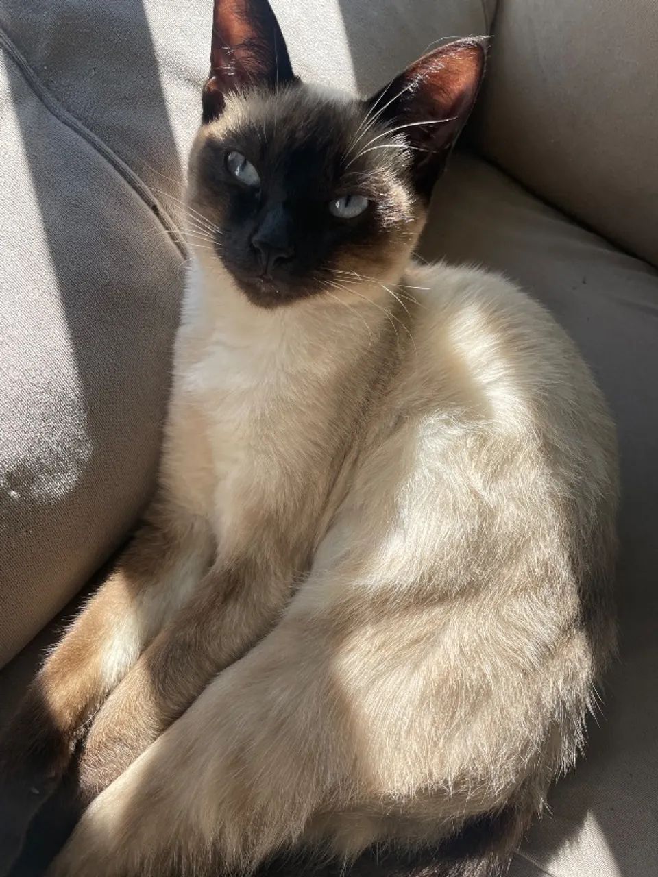 Gata fêmea  - Foto 3