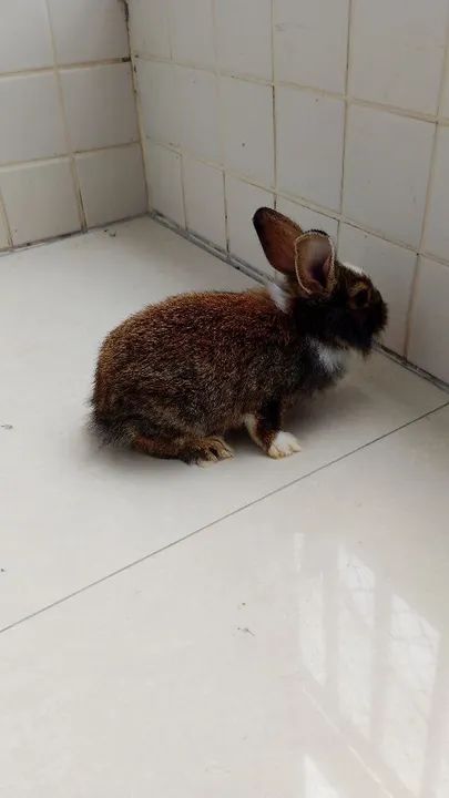 Coelha gigante de Flandres  - Foto 4